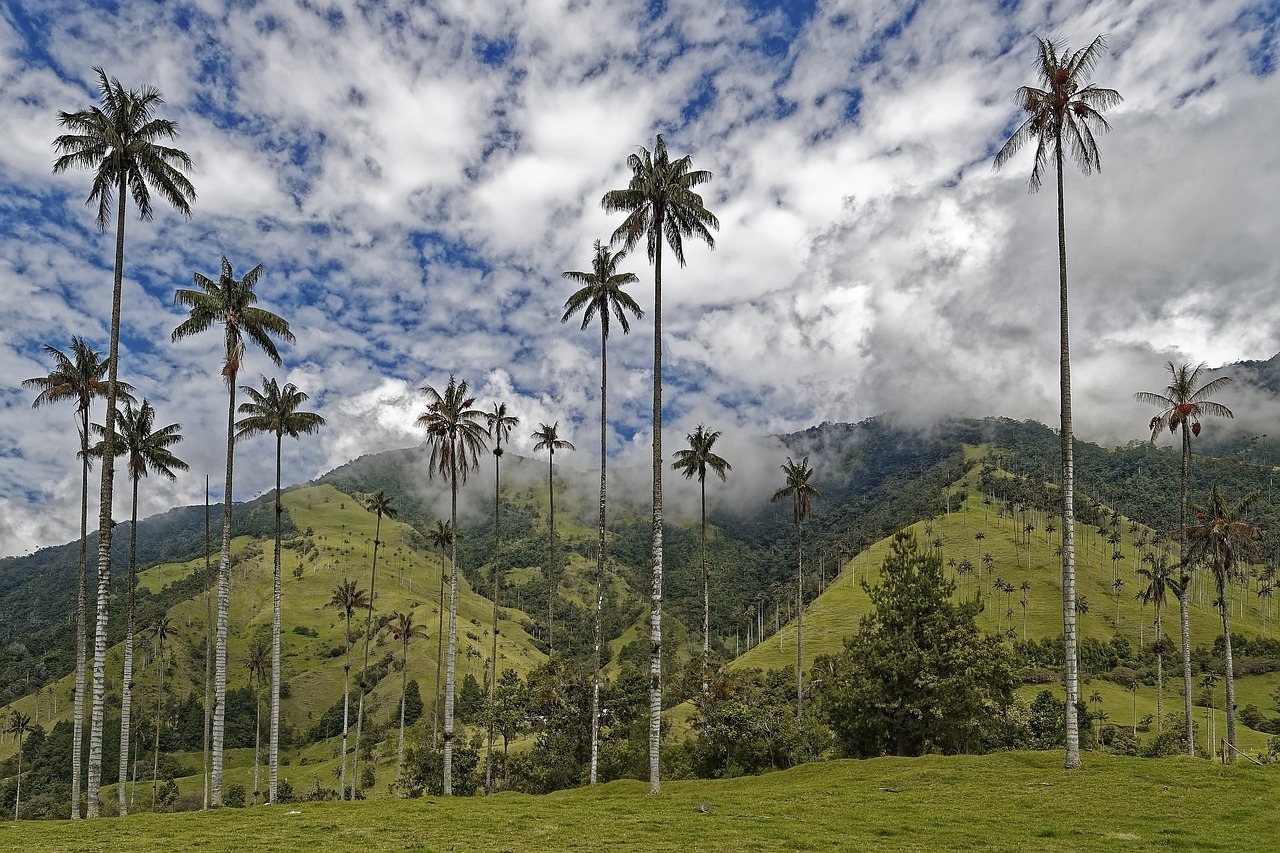 vueela_senderismo_cocora